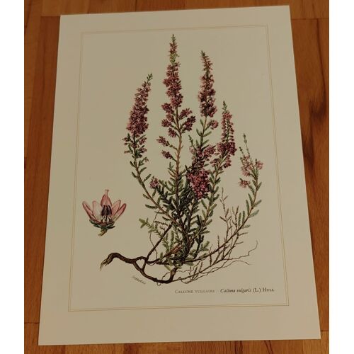 Botanique - callune - planche en 6-8 couleur d'après Claus Caspari - 27cm X 19cm