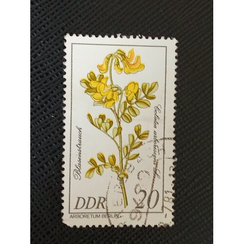 Timbre Allemagne - Rda Y T 2232 Arbres Et Arbustes Rares, Colutea Arborescens 1981 (050710 )