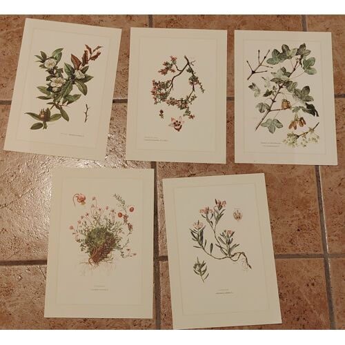 Botanique - lot 5 planches en 6-8 couleur d'après Claus Caspari - 27cm X 19cm