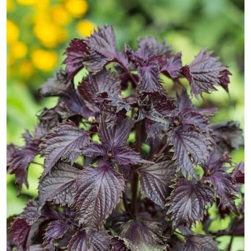Perilla Frustescens Crispa Violet 20 Graines