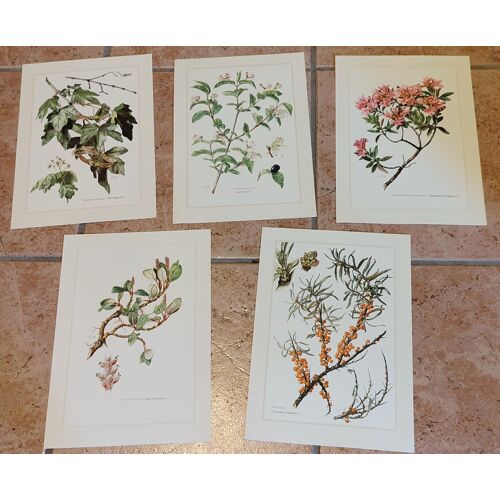 Botanique - lot 5 planches en 6-8 couleur d'après Claus Caspari - 27cm X 19cm